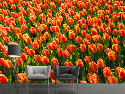 photo-wallpaper-tulip-field-in-orange