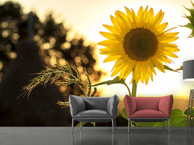 photo-wallpaper-sunflower-in-the-sunrise