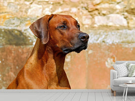 photo-wallpaper-watchful-rhodesian-ridgeback