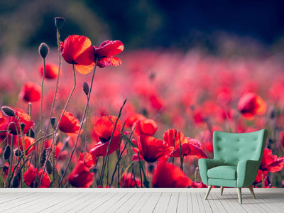 photo-wallpaper-in-the-poppy-field