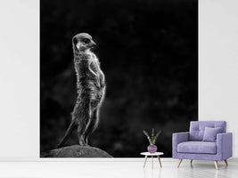 photo-wallpaper-the-meerkat