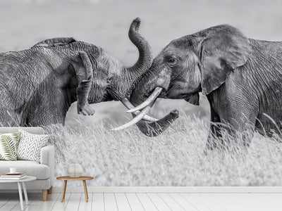 photo-wallpaper-elephant-qtai-chiq-x