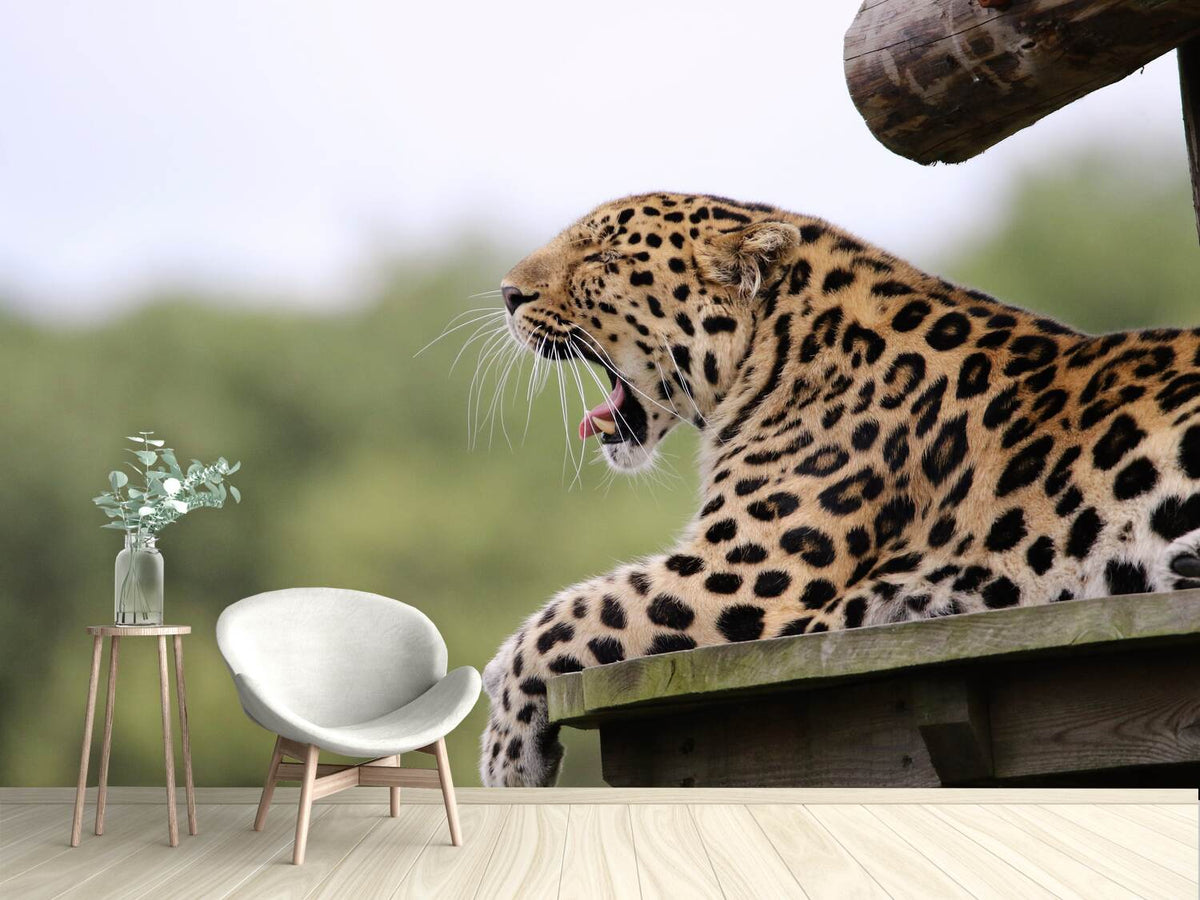 photo-wallpaper-tired-leopard