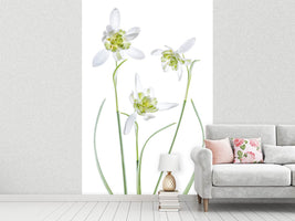 photo-wallpaper-galanthus-flore-pleno