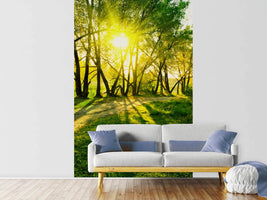 photo-wallpaper-forest-path-in-sunlight