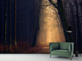 photo-wallpaper-evening-mood-in-the-forest