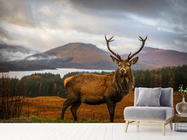 photo-wallpaper-scottish-stag