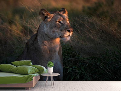 photo-wallpaper-lioness-at-first-day-ligth-x