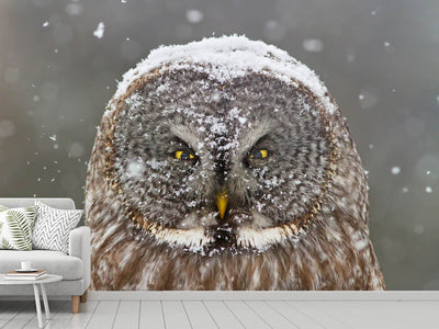 photo-wallpaper-great-grey-owl-winter-portrait