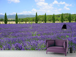 photo-wallpaper-magnificent-lavender-field