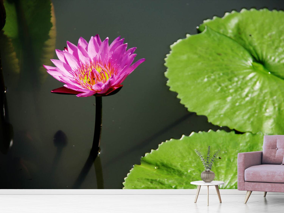 photo-wallpaper-lotus-flower-in-pink