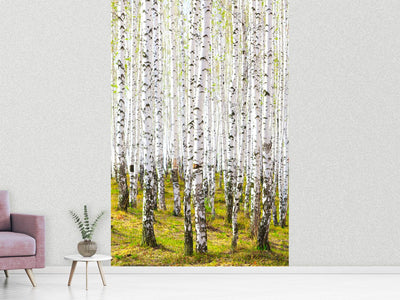 photo-wallpaper-the-birch-forest-in-the-spring