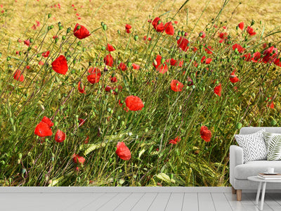 photo-wallpaper-the-poppy-in-the-wind