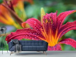 photo-wallpaper-lily-flower-in-pink-xl