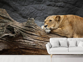 photo-wallpaper-dreaming-lioness