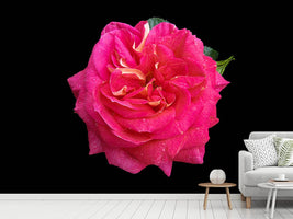 photo-wallpaper-rose-in-red-xxl