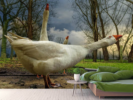 photo-wallpaper-the-3-geese