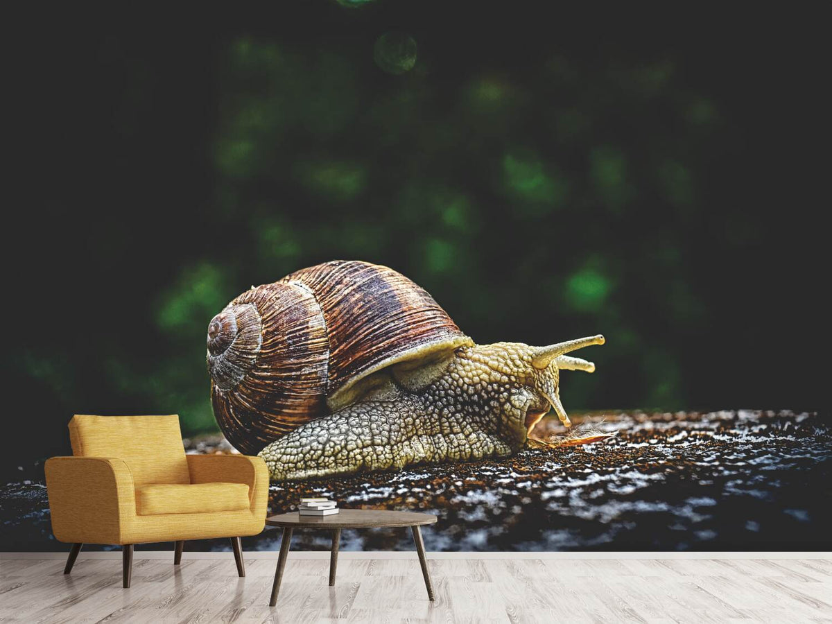 photo-wallpaper-snail-xxl