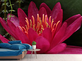 photo-wallpaper-wonderful-water-lily