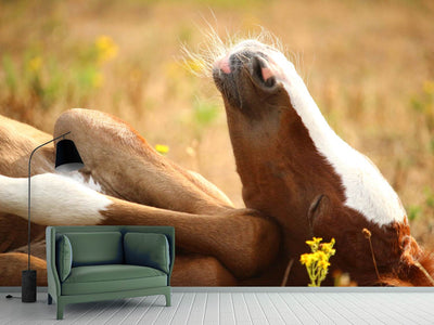 photo-wallpaper-the-sleeping-horse