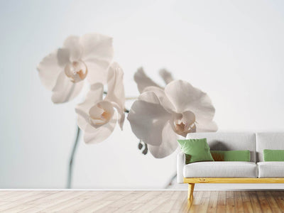 photo-wallpaper-graceful-orchids