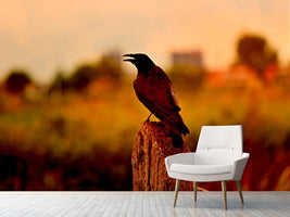 photo-wallpaper-the-crow-in-the-evening-light