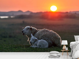 photo-wallpaper-sleep-well-sheep-x