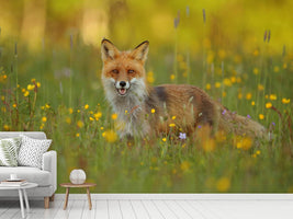 photo-wallpaper-red-fox-xkh