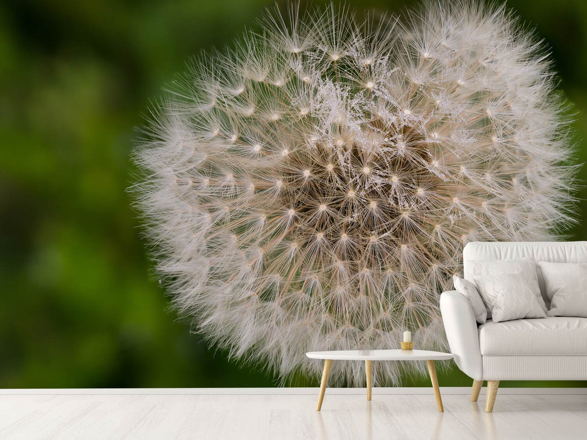 photo-wallpaper-the-dandelion-in-nature