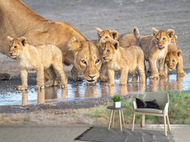 photo-wallpaper-wariness-at-the-water-hole-x