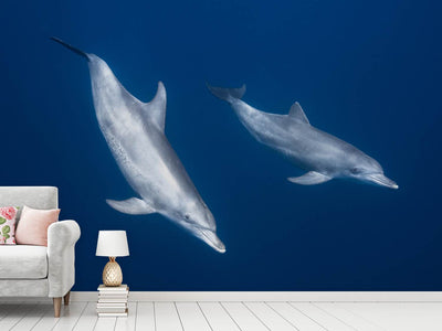 photo-wallpaper-bottlenose-dolphins