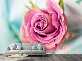 photo-wallpaper-roseblossom-in-pink