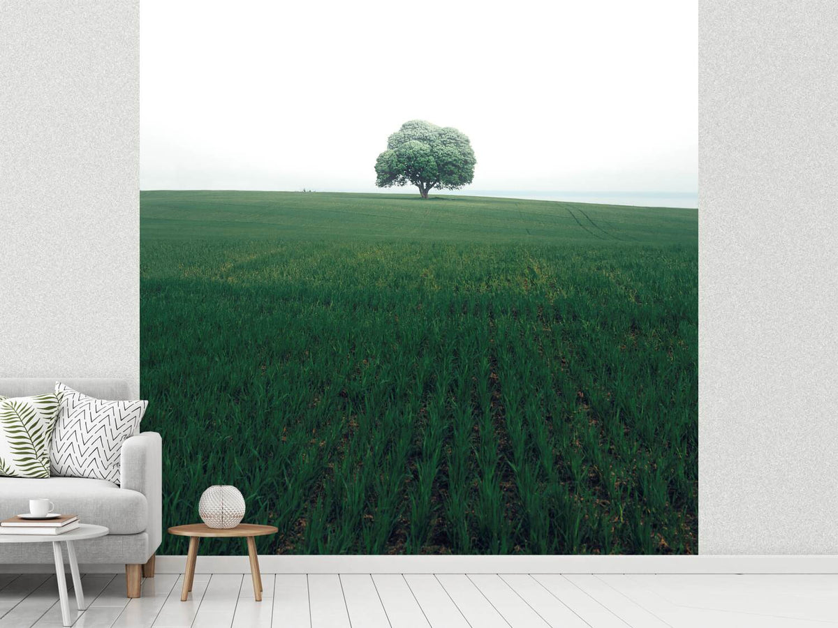 photo-wallpaper-the-lonely-oak-tree