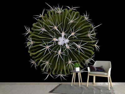 photo-wallpaper-stenocactus