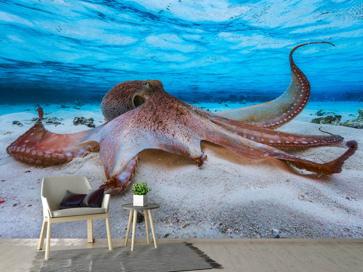 photo-wallpaper-octopus