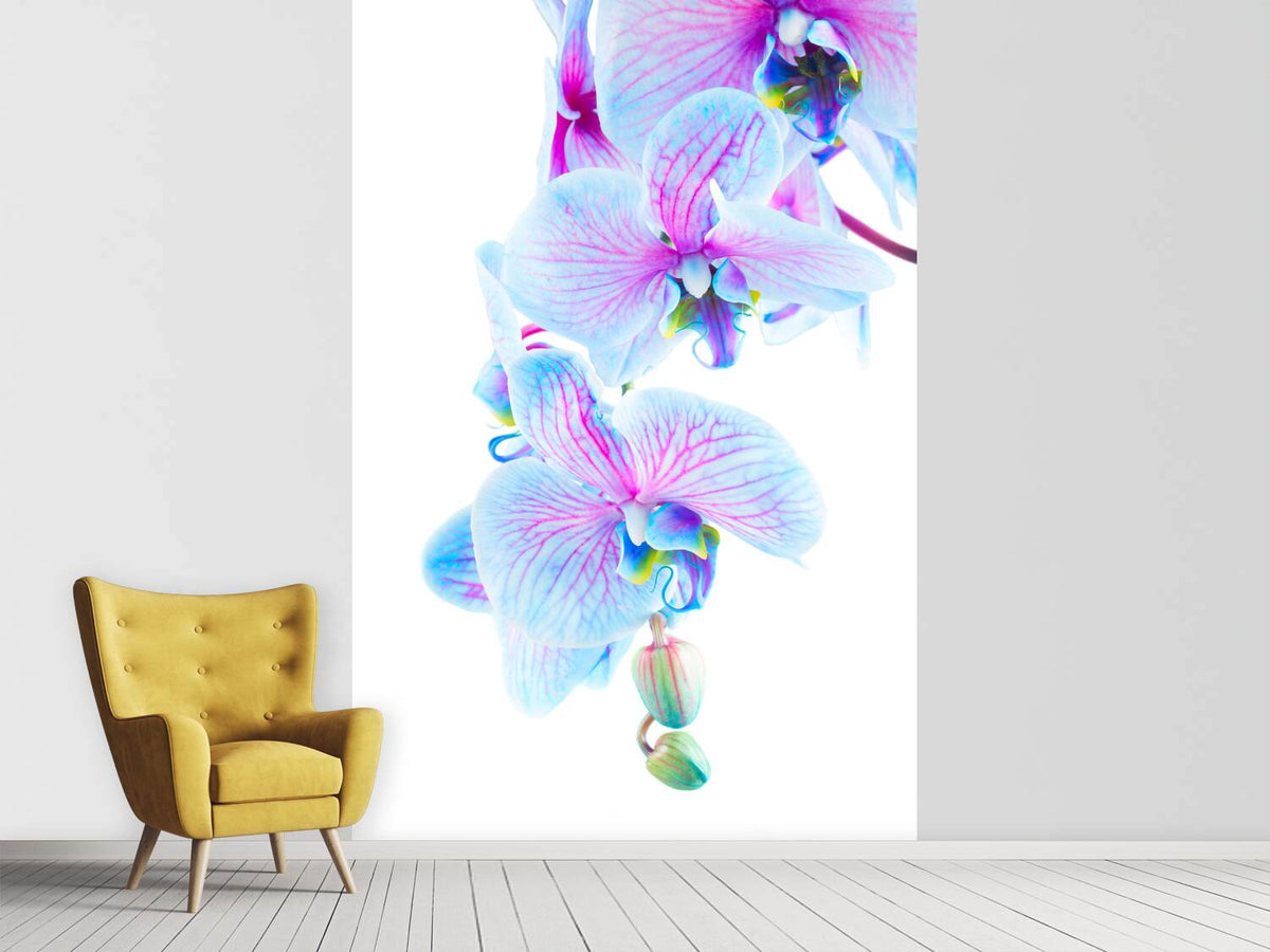 photo-wallpaper-orchid-butterfly