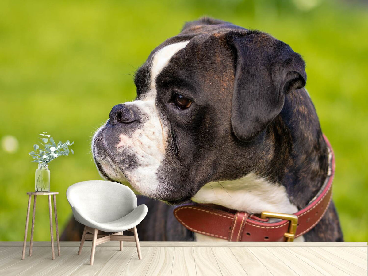 photo-wallpaper-attentive-boxer