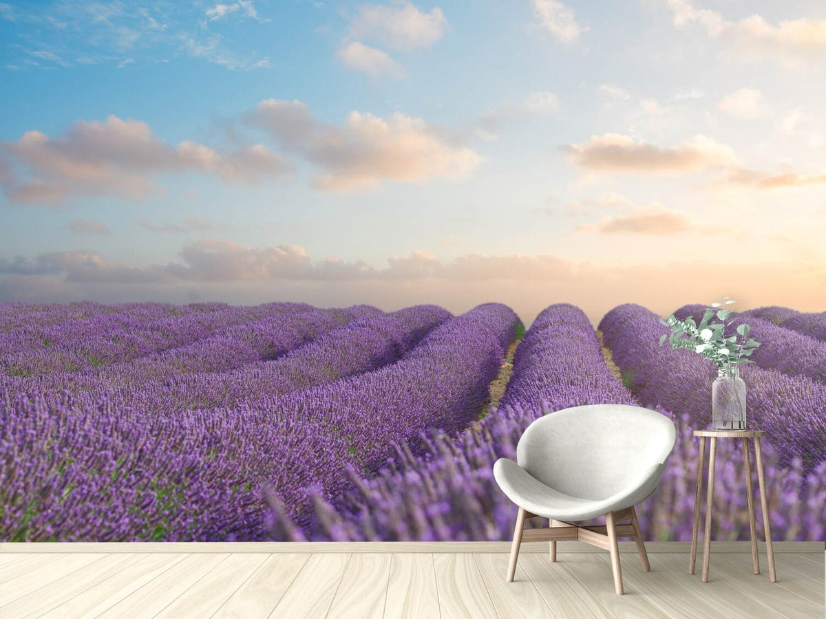 photo-wallpaper-the-blooming-lavender-field