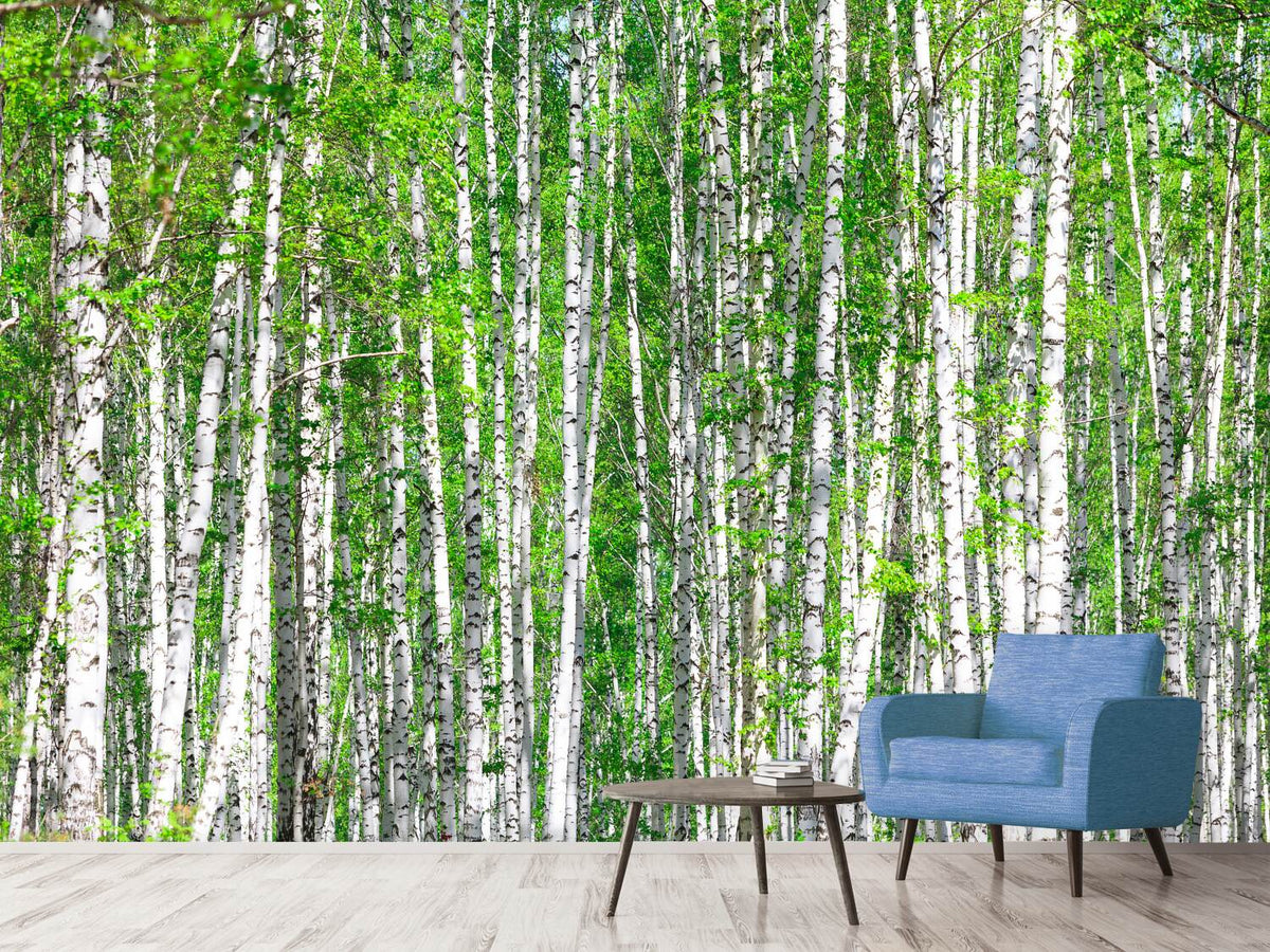 photo-wallpaper-the-birch-forest