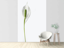 photo-wallpaper-the-peace-lily