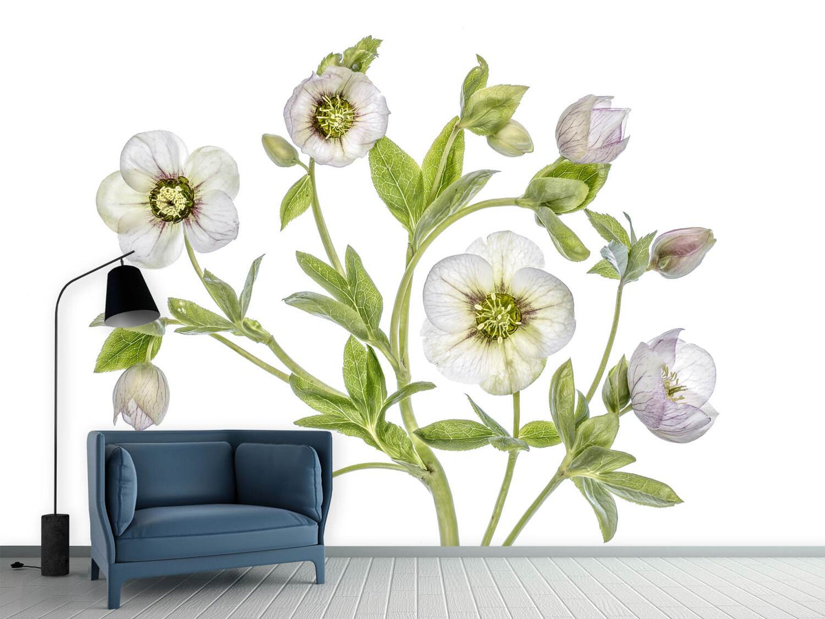 photo-wallpaper-hellebore-x