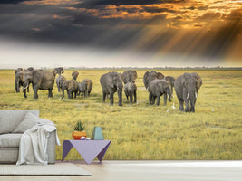 photo-wallpaper-for-the-love-of-elephants-x