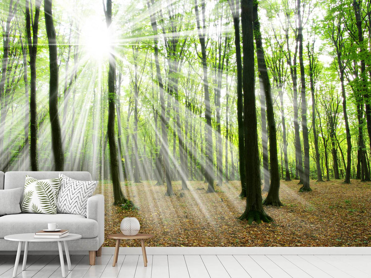 photo-wallpaper-magic-light-in-the-trees