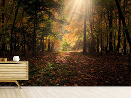 photo-wallpaper-the-deciduous-forest