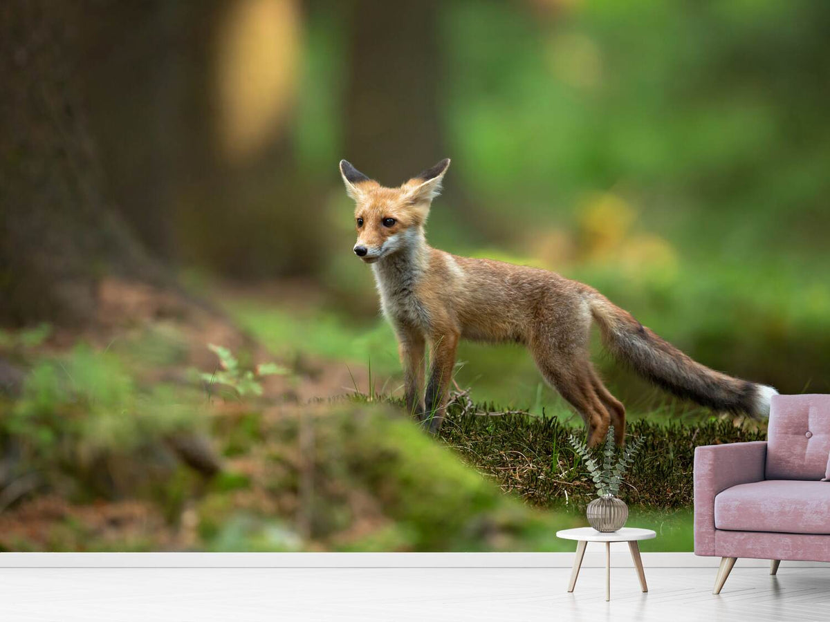 photo-wallpaper-red-fox