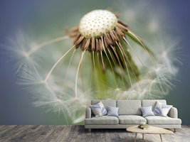 photo-wallpaper-dandelion-close-up