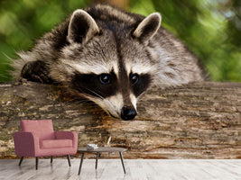 photo-wallpaper-the-cute-raccoon