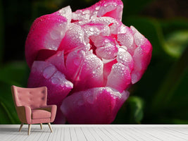 photo-wallpaper-tulip-with-morning-dew-in-xl