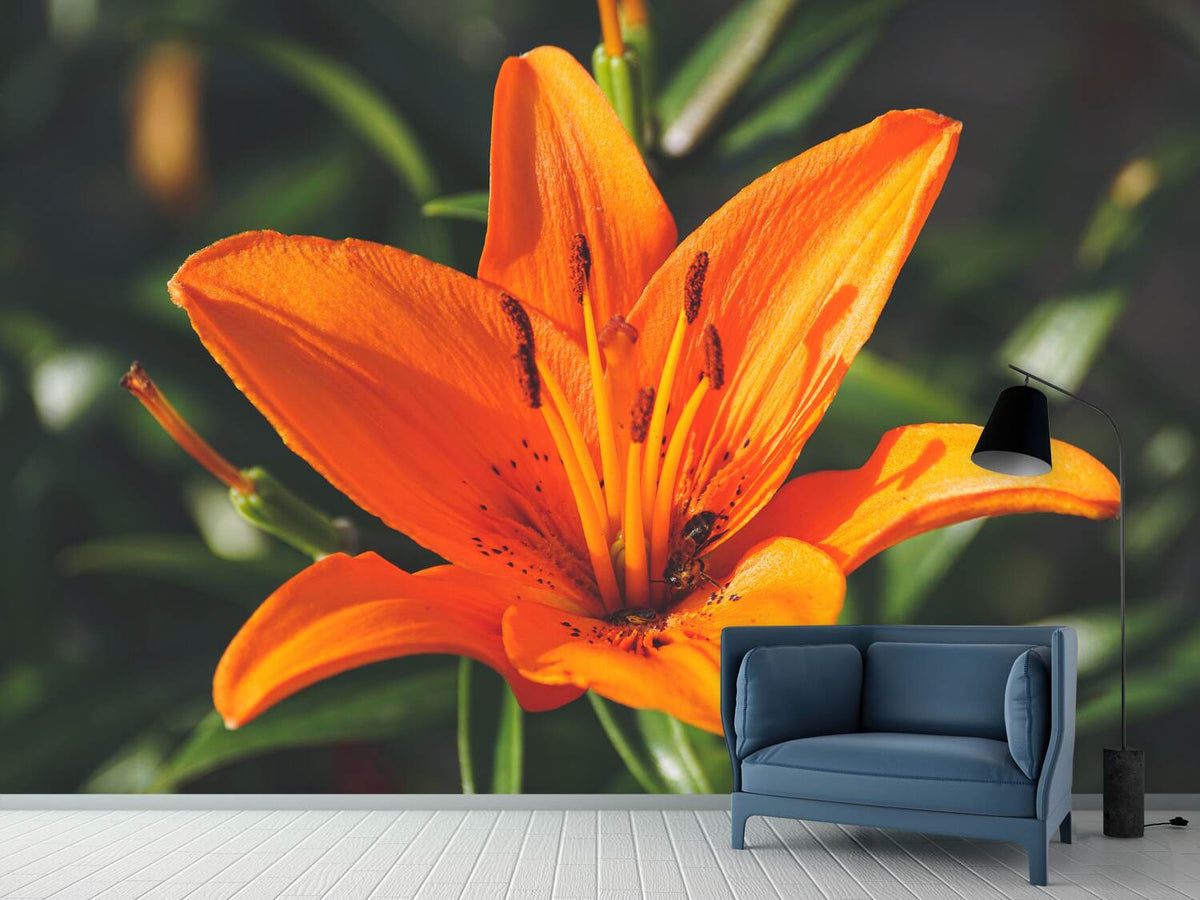 photo-wallpaper-lilies-blossom-in-orange-xl