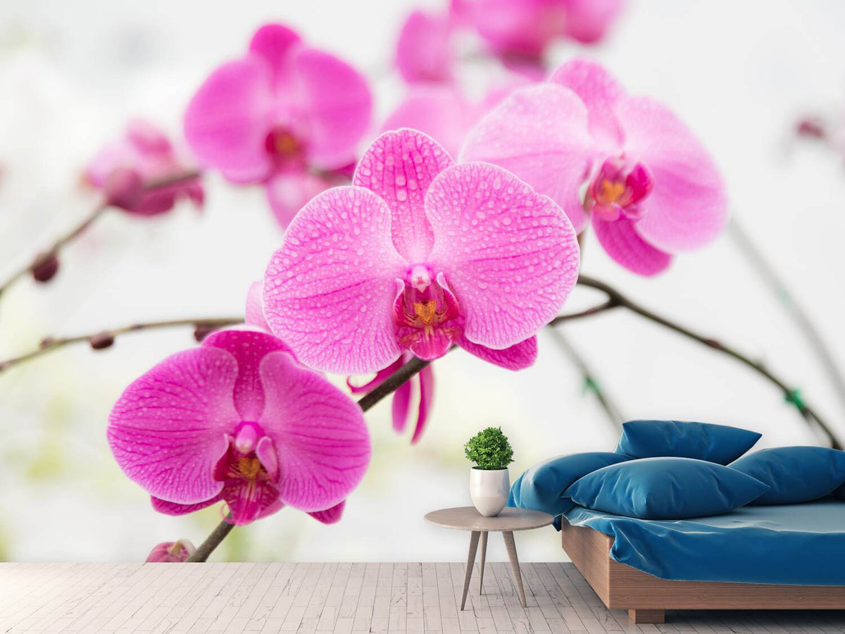 photo-wallpaper-the-symbol-of-orchid